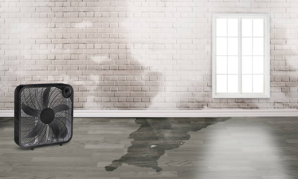 Best Water damage contractors near me  in Captain Cook, HI